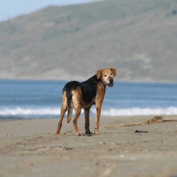 Success story Daisy